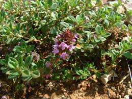 Thymus serpyllum - Wikipedia