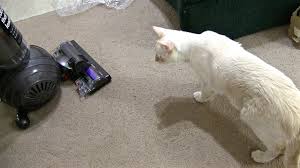 Image result for cats with dyson vacuum