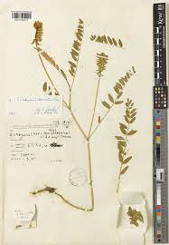 Astragalus odoratus Lam. | Plants of the World Online | Kew Science