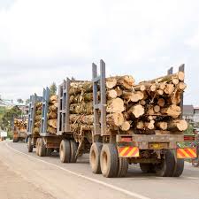 timber sales Environmental Destruction Outweighs Timber Sales: A Message to Mr. President