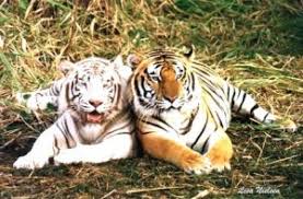 Tigres en Peligro de Extinción