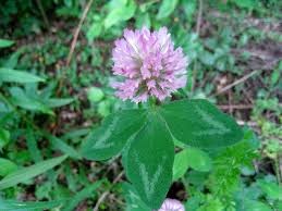 Trifolium pratense - Michigan Flora