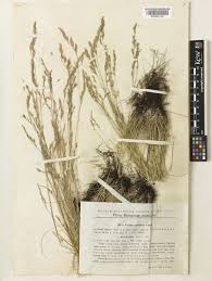 Festuca valesiaca Schleich. ex Gaudin | Plants of the World Online ...
