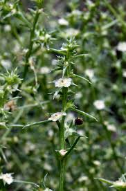 Salsola tragus - Michigan Flora