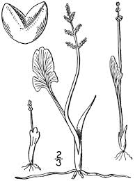 Botrychium simplex - Wikipedia