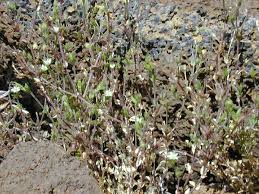 Arenaria serpyllifolia - Wikipedia