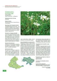 (PDF) Saxifraga bulbifera L.