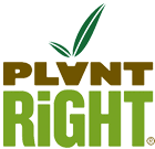 Pennisetum villosum – PlantRight