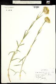 SEINet Portal Network - Dianthus balbisii