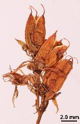 Taxon Profile | Hypericum tetrapterum - Flora of New Zealand