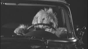Image result for dog driving car images