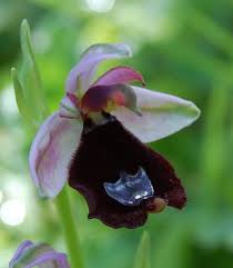 Ophrys bertolonii - Wikipedia