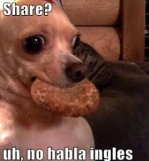 Puppies! on Pinterest | Chihuahuas, Funny Chihuahua and Funny ... via Relatably.com