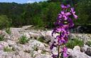 Violaciocca alpina [Matthiola valesiaca]