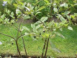 Atropa belladonna - Wikipedia