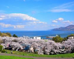 小樽手宮公園櫻花的圖片