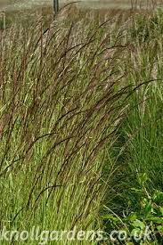 Calamagrostis varia – Knoll Gardens | Ornamental Grasses and ...