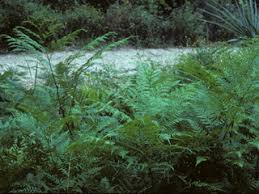 Pteridium aquilinum (Western bracken fern) | Native Plants of North ...