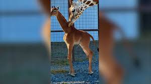 Spotless baby Adorable New Arrival: Flawless Baby Giraffe Welcomed at Bright