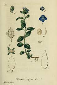 Veronica alpina - Wikipedia