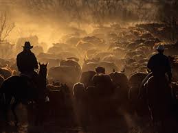 Image result for CATTLE RANCHES AND COWBOYS