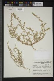 Salsola kali subsp. ruthenica - SEINet Portal Network