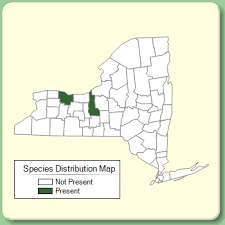 Vincetoxicum hirundinaria - Species Page - NYFA: New York Flora ...