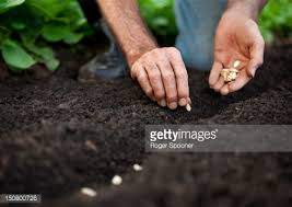 Image result for seeds in the dirt