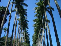 Resultado de imagem para palmeira imperiais