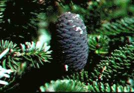 Abies in Flora of China @ efloras.org