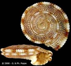 Image result for Heliacus corallinus
