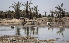 پنجاه درصد تالابها خشک شدهاند؛ لایحه حفاظت از تالابها در انتظار تصویب مجلس ile ilgili görsel sonucu