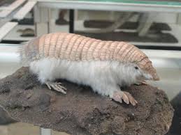 Image result for An aardvark/Ant Bear can eat 50,000 termites in one sitting.