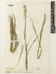Dinebra retroflexa (Vahl) Panz. | Plants of the World Online | Kew ...