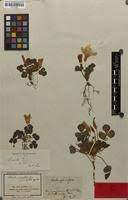 Oxalis variabilis in Global Plants on JSTOR