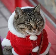 Image result for cats dressed as santa