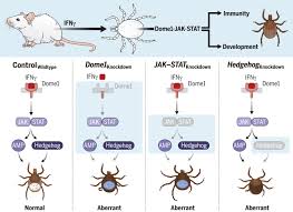 Dome1–JAK–STAT signaling between parasite and host integrates vector 
immunity and development