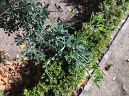 Calicotome villosa (Poir.) Link, Spiny Broom (World flora) - Pl@ntNet ...
