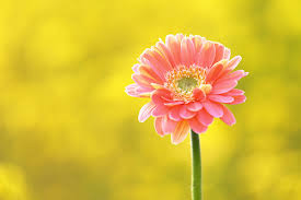 Image result for flower
