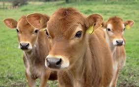 Image result for jersey cow