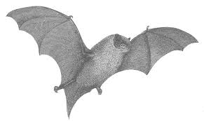 Image result for bats in pa