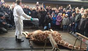 Marius, il cucciolo di giraffa ucciso nello zoo di Copenhagen Images?q=tbn:ANd9GcT1IFSJq0fpf62YBXlMkVV0c8wdXGSZHWEv_7xM-Rlij0J8ts-ULA