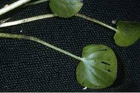 Plants Profile for Heteranthera reniformis (kidneyleaf mudplantain)