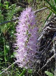 Orchis italica PFAF Plant Database