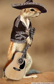 Image result for funny guitar animal