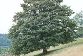 Image result for tree canopy