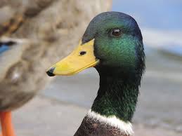 Image result for duck