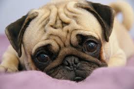 Image result for pugs