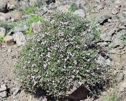 Thymus (plant) - Wikipedia