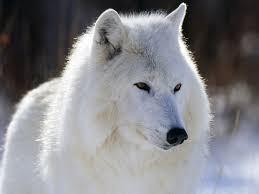Imagini pentru lupii albi